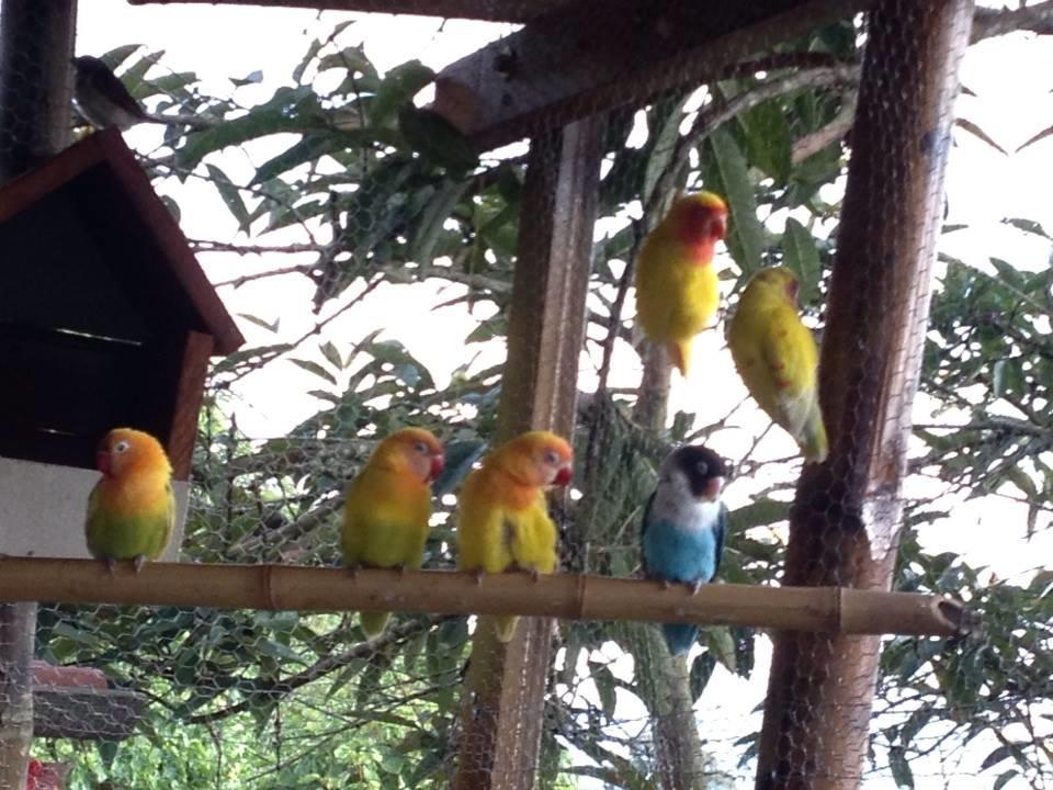 Mirador Finca Morrogacho Manizales Bagian luar foto